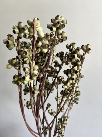 Зомби фрукт плоды