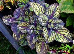 Fishnet Stockings колеус КСР