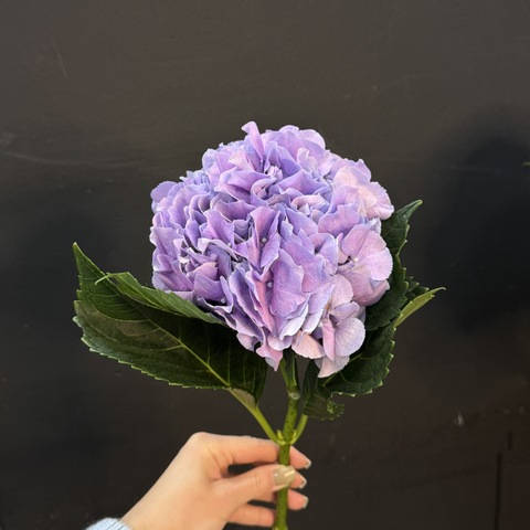 Гортензия фиолетовая 60 см 1 шт