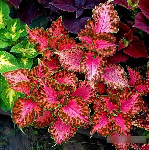 Тильда UO колеус