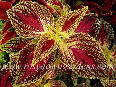 Chelsea Rose колеус КСР