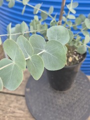 Teofrast Семена Эвкалипт Бэби Блю