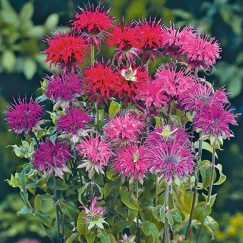 S10301 Monarda didyma Panorama Mix 5шт.