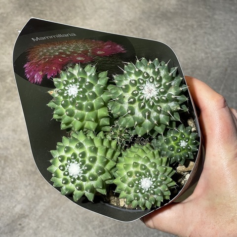 Маммиллярия Толука Семейка d10