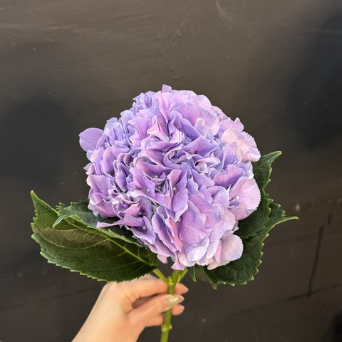 Гортензия фиолетовая 60 см 1 шт