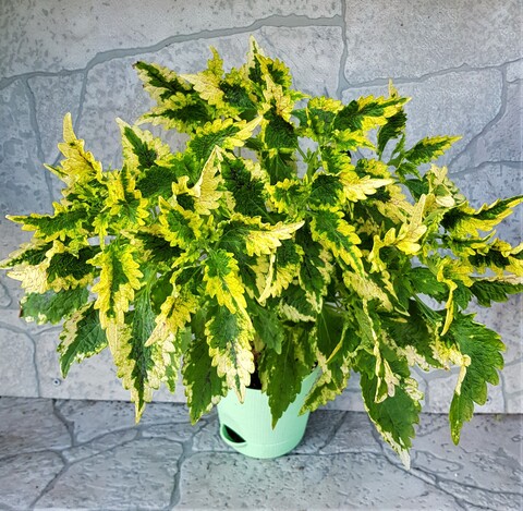 Collins Gold  колеус КСР