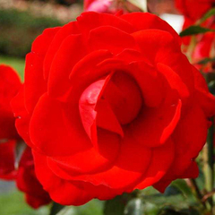 Роза чайно-гибридная Бриллиант 
