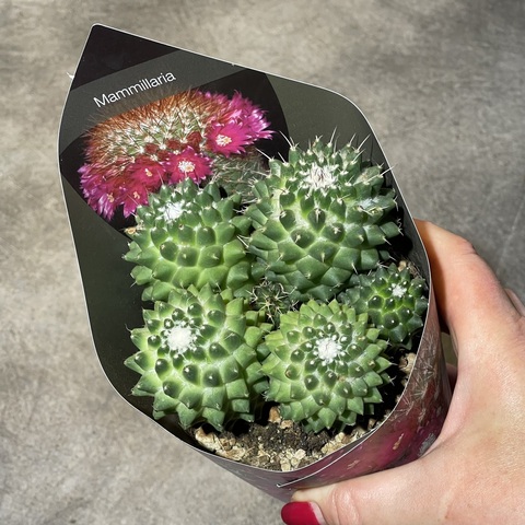 Маммиллярия Толука Семейка d10