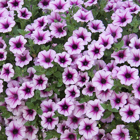 ПЕТУНИЯ ALPETUNIA PINK VEIN – купить за 99 ₽ | Vegetativka22