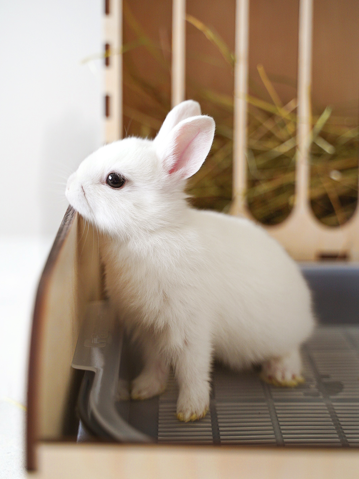 Как сделать сенник для кроликов?