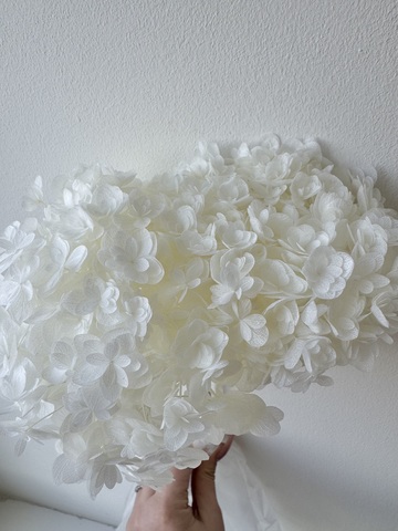 Гортензия стабилизированная сортовая Белый (12-15см)