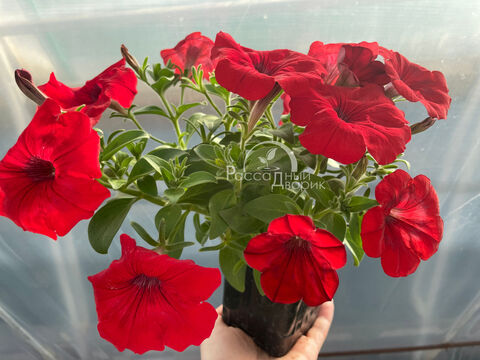 Петуния Капелла Руби Ред