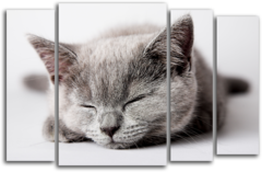 Модульная картина "Сон кота"