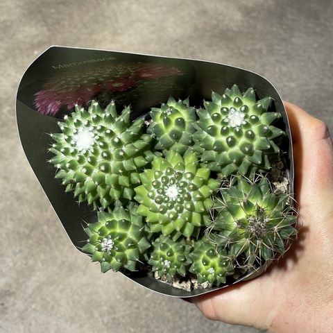 Маммиллярия Толука Семейка d10