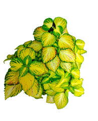 Electric Slide колеус КСР