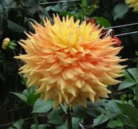 Георгин Винс Аспен Глоу (Wyn's Aspen Glow' )