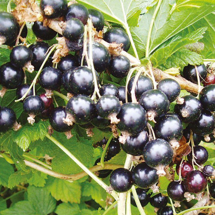 Семена Черной Смородины Купить