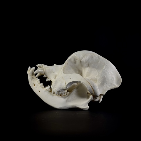 Череп собаки