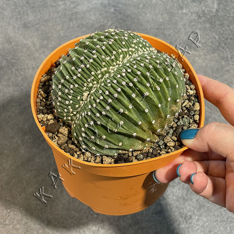 Эхинопсис Эрье Кристата d13