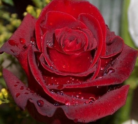 Роза чайно-гибридная Эксплорер