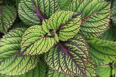 Fishnet Stockings колеус КСР