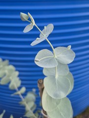 Teofrast Семена Эвкалипт Бэби Блю