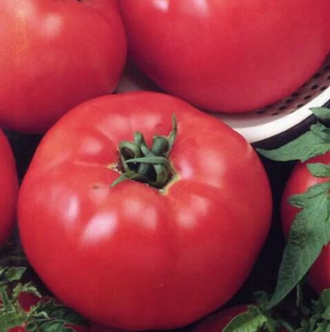 Томат Турмалин