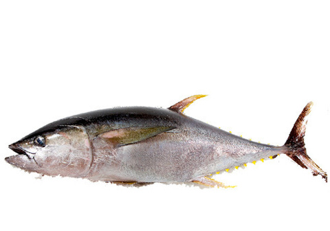 Тунец охлажденный~30кг