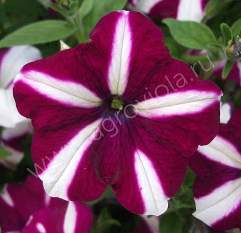 S6021 Петуния кустовая Grandiflora TriTunia Crimson Star 100 шт.