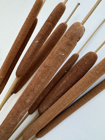 Рогоз / камыш натуральный сухой (10шт в упаковке)