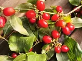 Купить семена Кизил плодовый или обыкновенный. Cornus mas. | Семена и ...