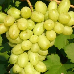 Виноград Гарольд