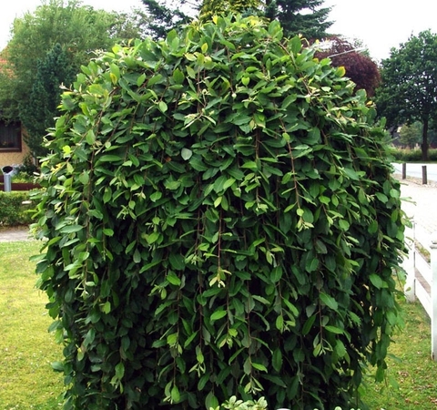 Ива козья Килмарнок