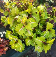 Garden Spirit Тай колеус_КСР