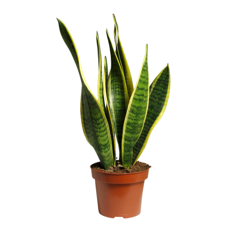 Сансевиерия