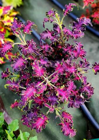 August Dew Тай колеус КСР