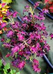 August Dew Тай колеус КСР