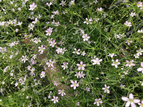 Гипсофила светло-розовая Галактика