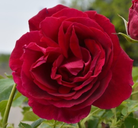 Роза канадская парковая Катберт Грант