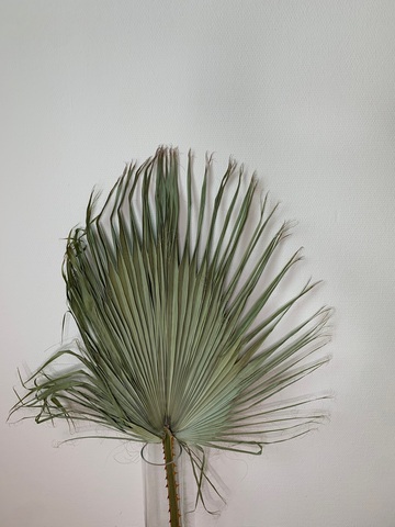 Лист пальмы натуральный сухой( L-размер)