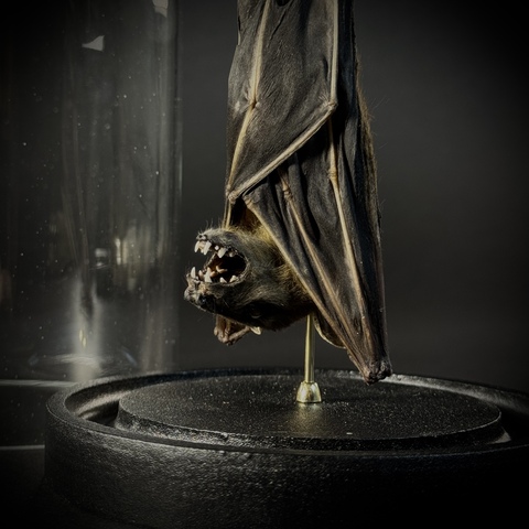 Летучая мышь в клоше