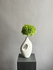 Гортензия макрофила стабилизированная зеленая