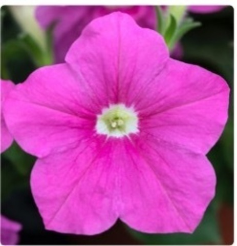 S57126 Петуния ампельная Hang Out Pink 5 шт.