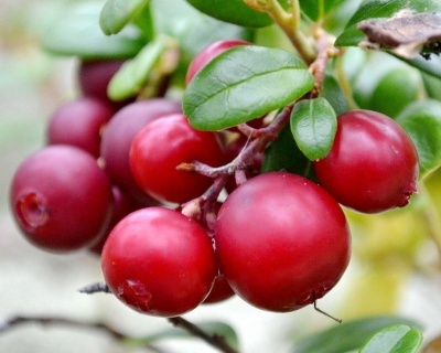 Брусника обыкновенная red pearl Vaccinium vitis-idaea