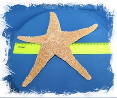 Мексиканская морская звезда 20-25см