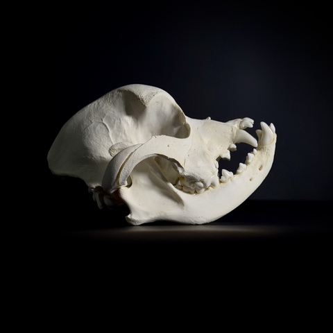 Череп собаки