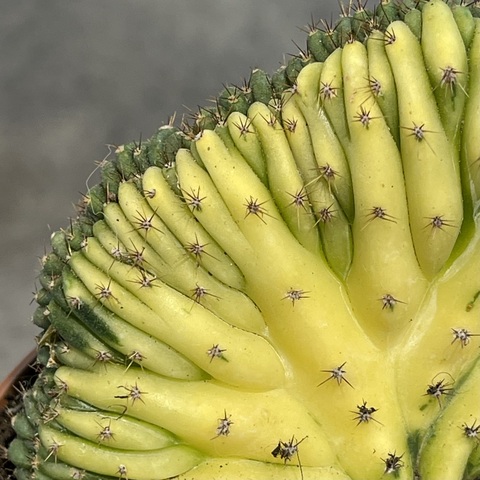 Трихоцереус Паханой Кристата Вариегата (3) d12