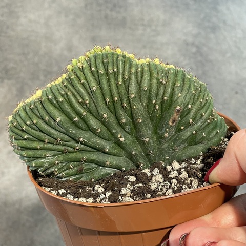 Трихоцереус Паханой Кристата Вариегата (3) d12