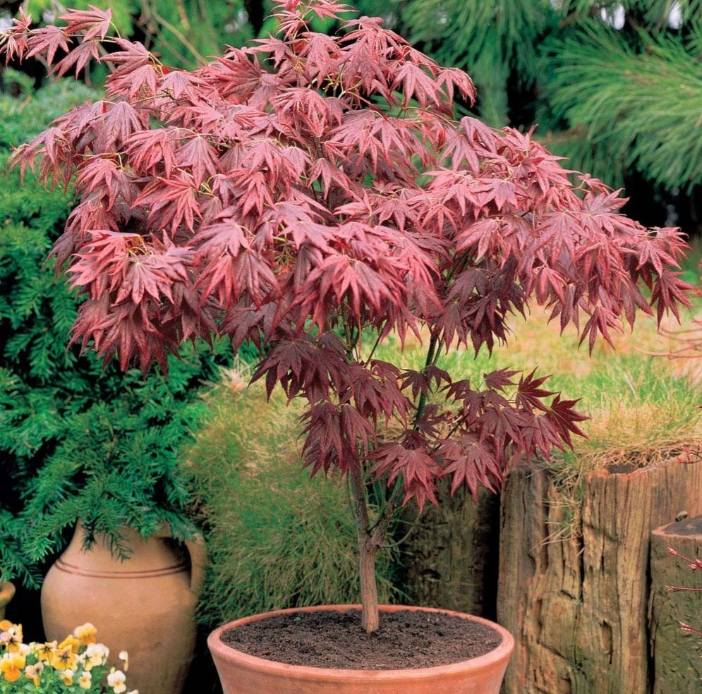 Семена клен дланевидный Atropurpureum
