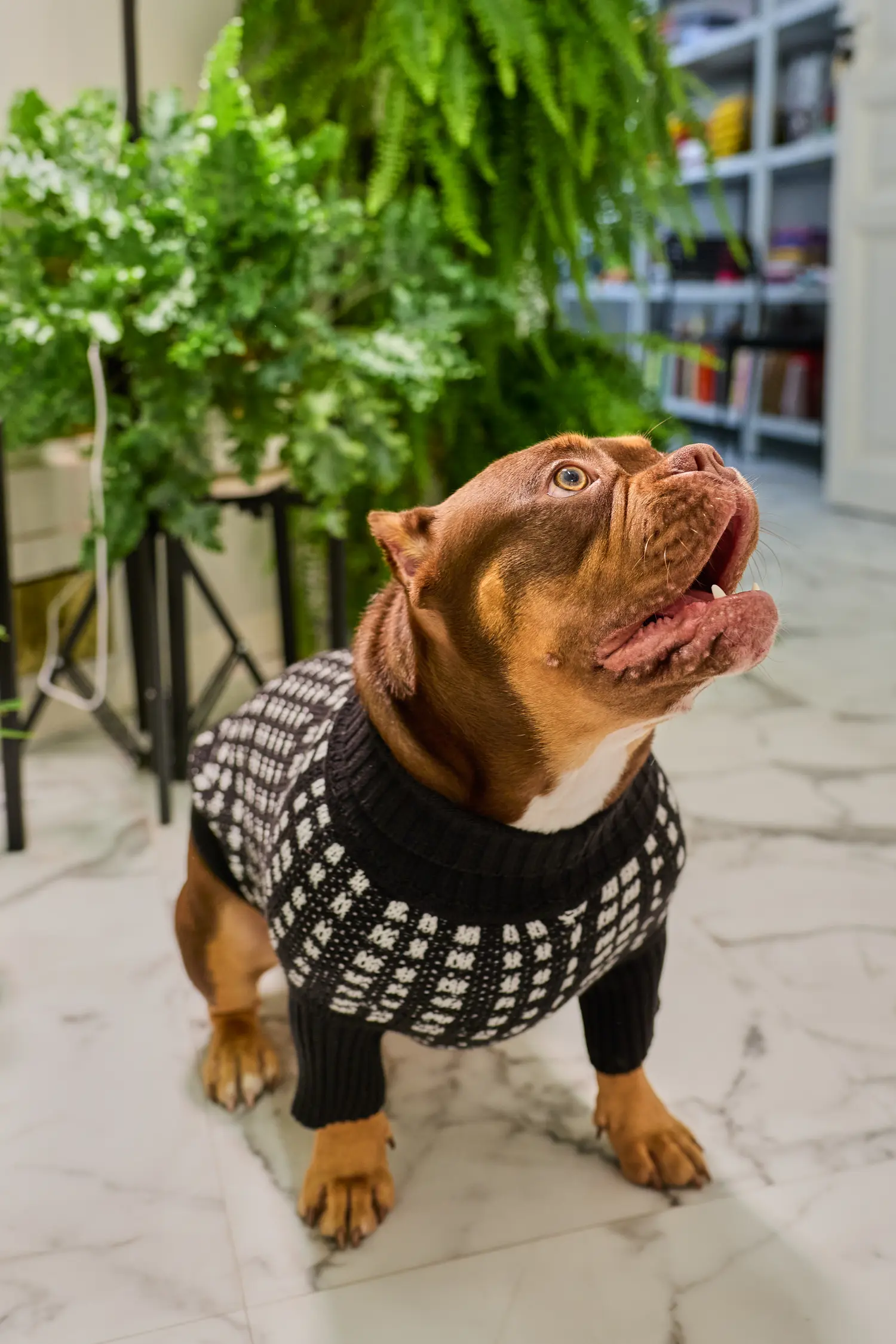 Кофточка для собачки "Внутри линий"